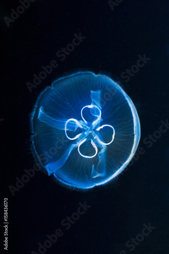 One moon jellyfish - Aurelia aurita, fluorescent in dark water.