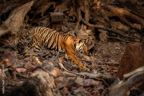 Tiger in the nature habitat. Bengal tiger cub walking in a deep old forest. Wildlife scene with danger animal. Hot summer in Rajasthan, India. Dry trees with beautiful indian tiger, Panthera tigris  © photocech