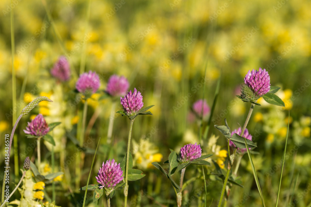 Pink clover on a bright background of meadow flowers
