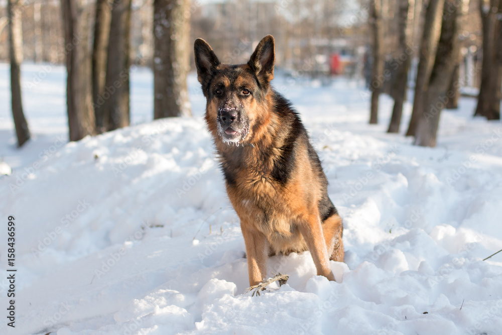 Dog german shepherd in a winter day