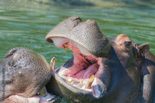 ippopotami che lottano nell'acqua