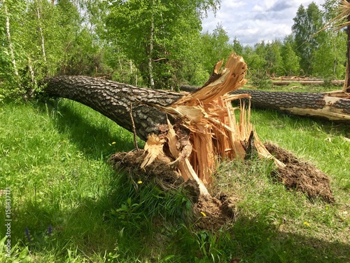 Поваленные ветром деревья
