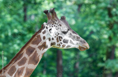 primo piano di muso di giraffa © Lsantilli