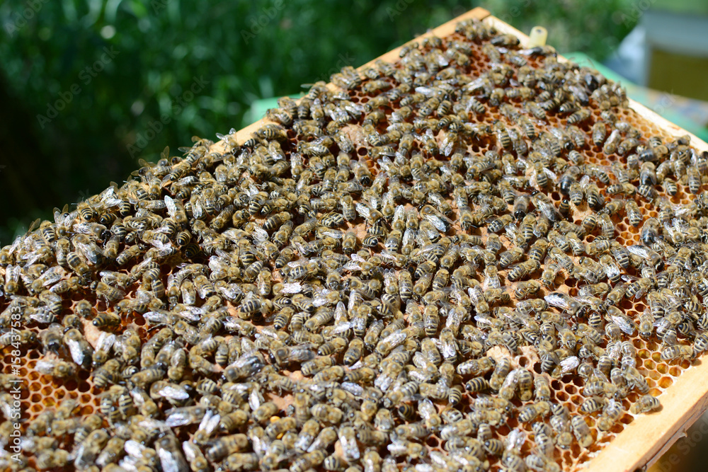 Obraz premium Close up view of the working bees on honey cells.