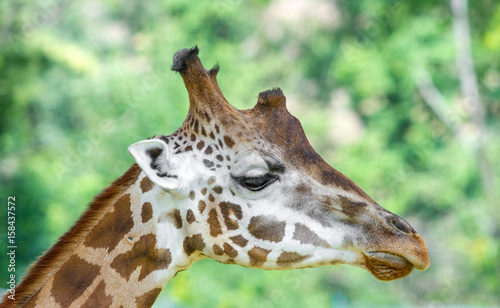 primo piano di muso di giraffa