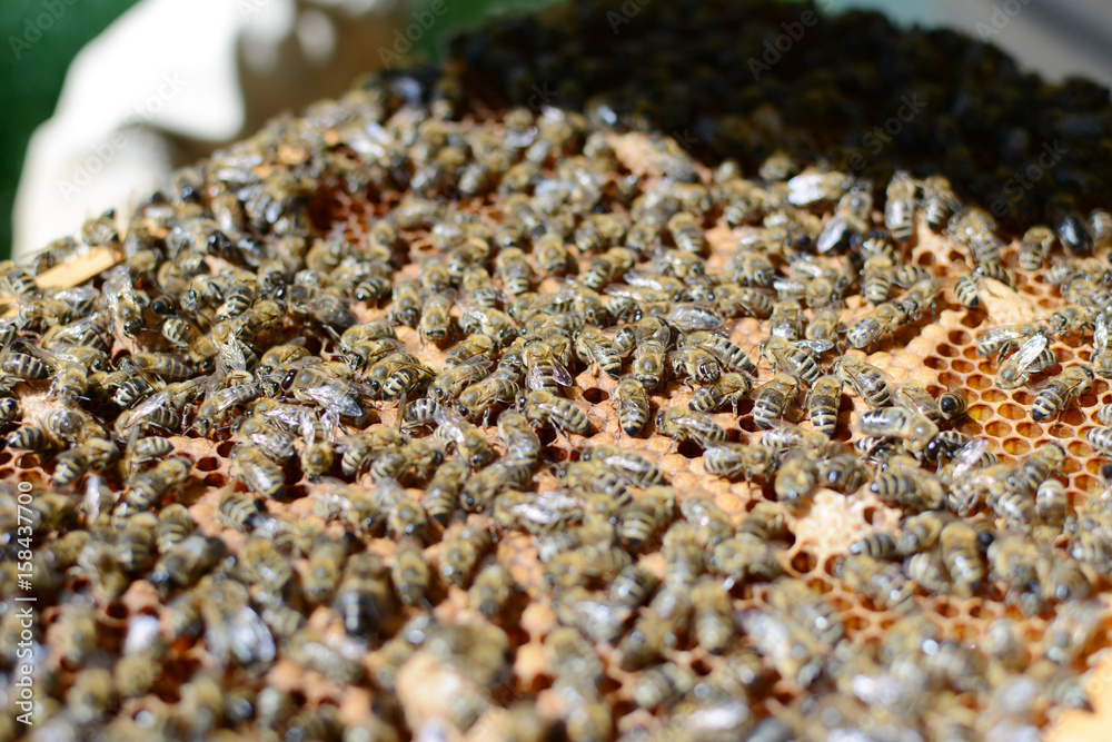 Close up view of the working bees on honey cells. Close up view of the working bees on honey cells.