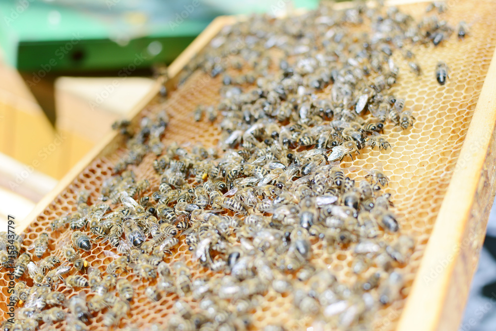 Close up view of the working bees on honey cells. Close up view of the working bees on honey cells.