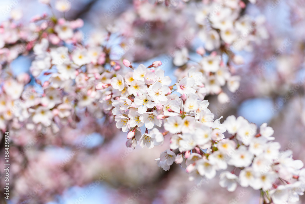 Fototapeta Beautiful cherry blossom sakura in spring time