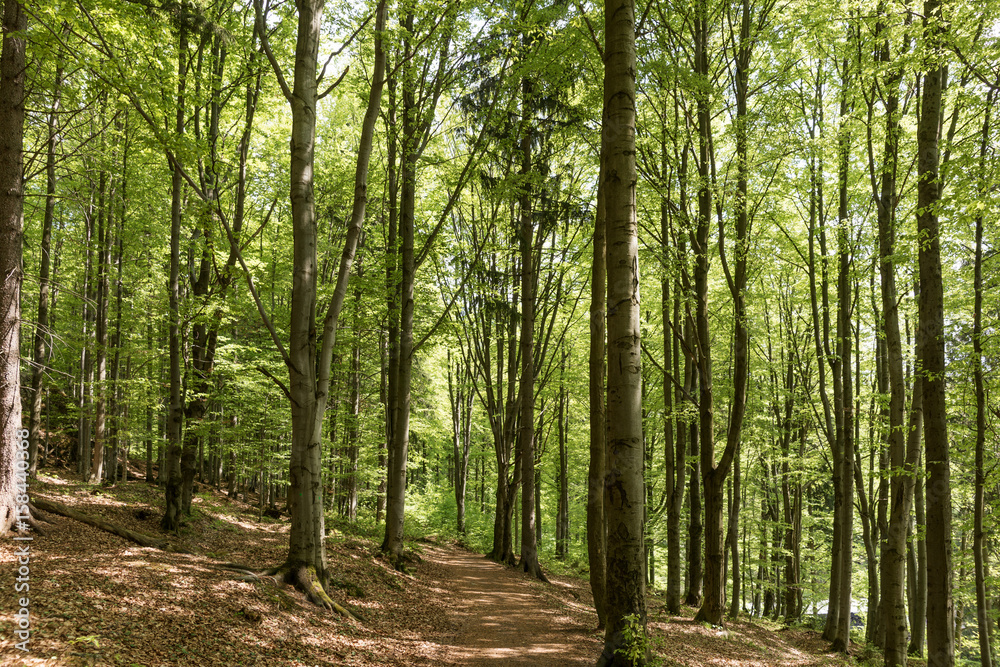 Fototapeta premium Weg im Wald