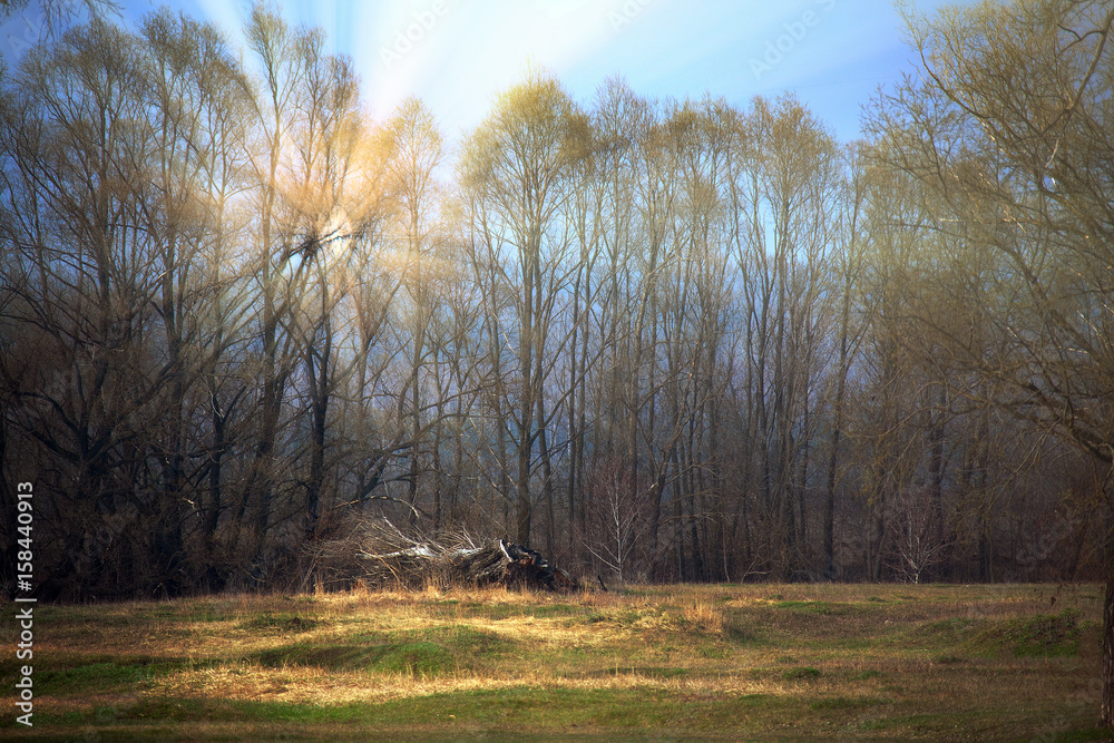spring landscape spring landscape