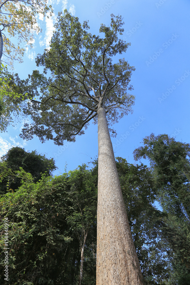 Fototapeta premium Krone tropical tree on a background of blue sky