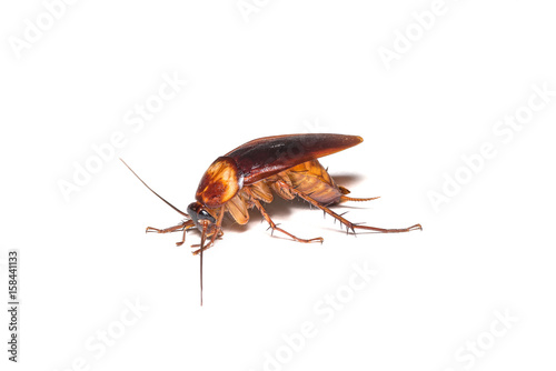 Dying cockroach isolated on white background.