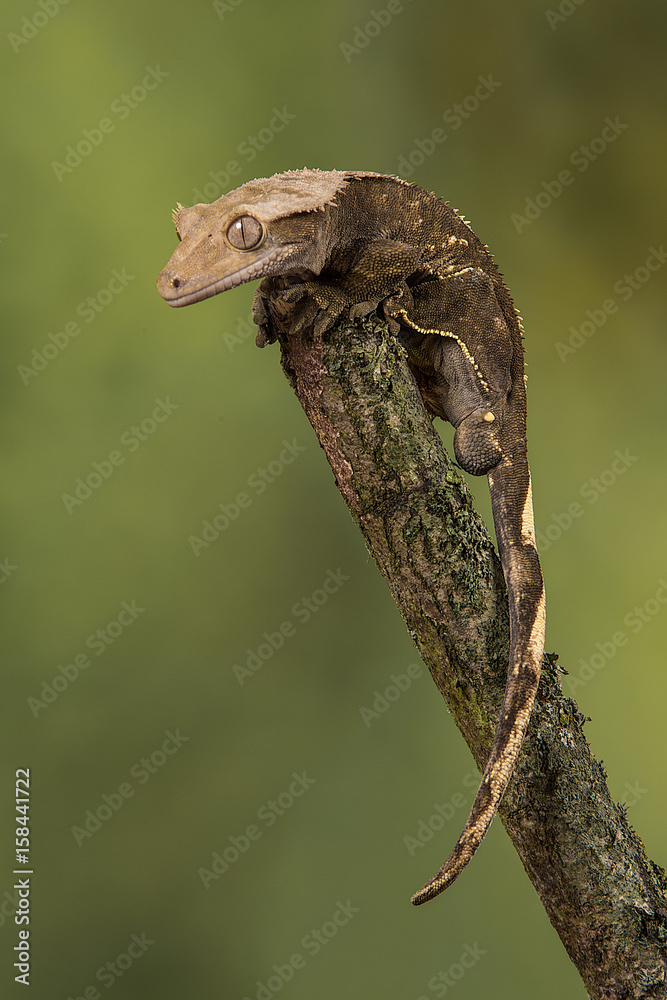 A close up portrait of an alert gecko perched precariously on the top of a branch in upright vertical format
