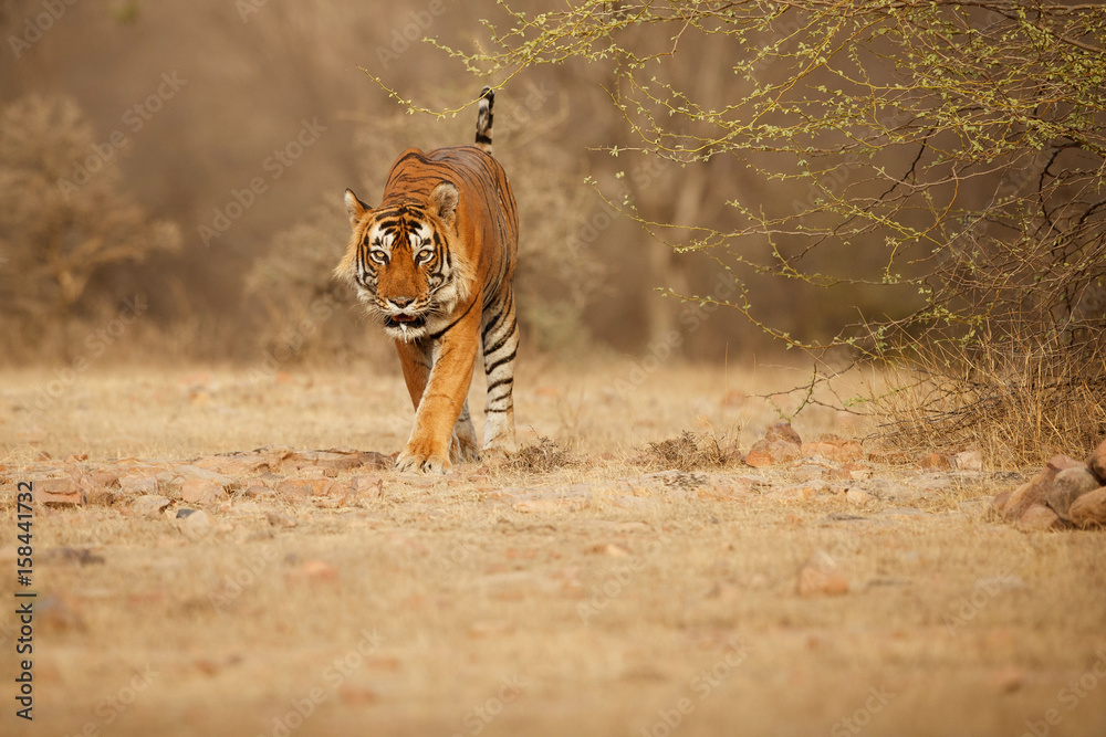 Fototapeta premium Tiger in the nature habitat. Tiger male walking head on composition. Wildlife scene with danger animal. Hot summer in Rajasthan, India. Dry trees with beautiful indian tiger, Panthera tigris
