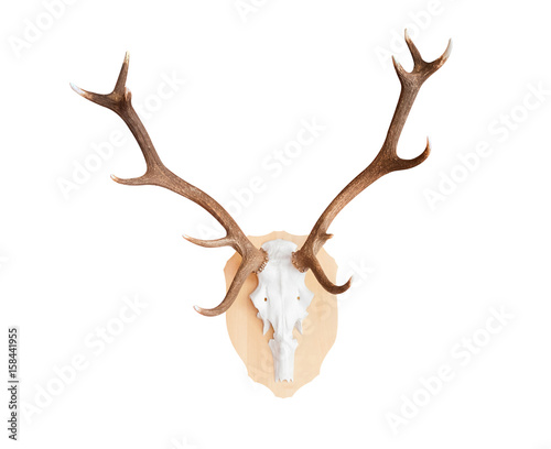 Antler or horn on wooden background. Hunting trophy.