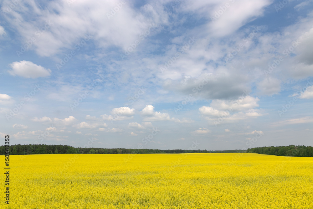 Yellow rapeseed field against the sky with clouds Yellow rapeseed field against the sky with clouds