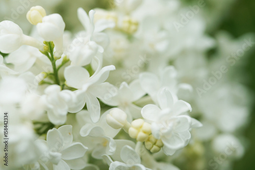 Fototapeta Naklejka Na Ścianę i Meble -  White terry lilac in the garden close up