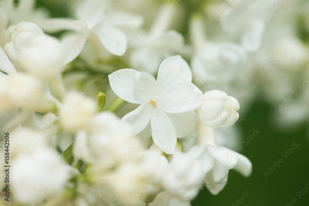 White terry lilac in the garden close up White terry lilac in the garden close up