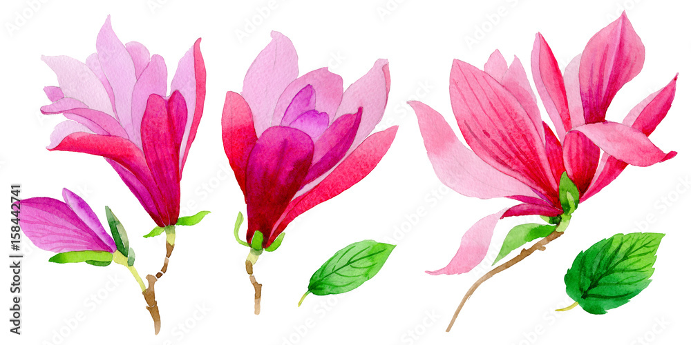 Wildflower magnolia flower in a watercolor style isolated.