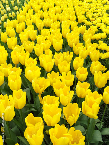 Piasajes keukenhof photo