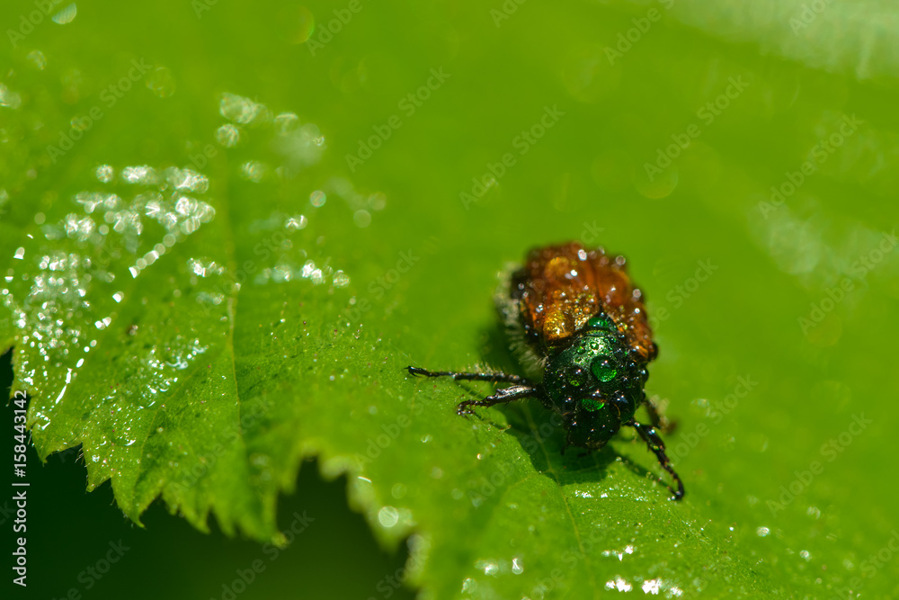 Fototapeta premium Junikäfer im Regen