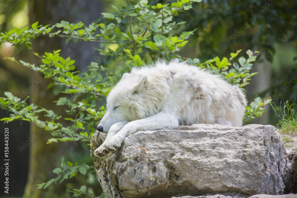 Fototapeta premium Loup blanc couché et portait