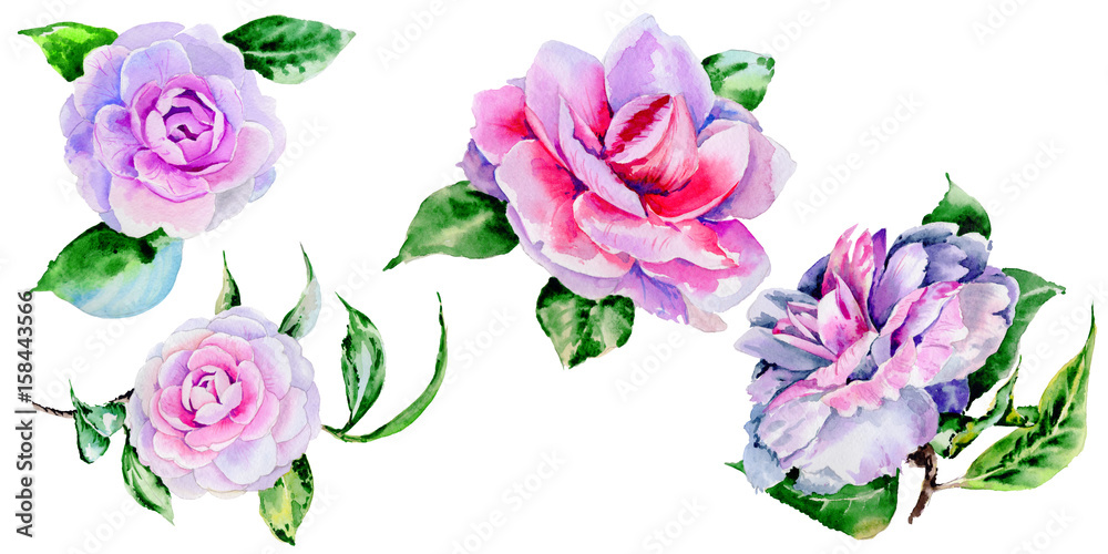 Wildflower peony, camelia flower in a watercolor style isolated. Wildflower peony, camelia flower in a watercolor style isolated.