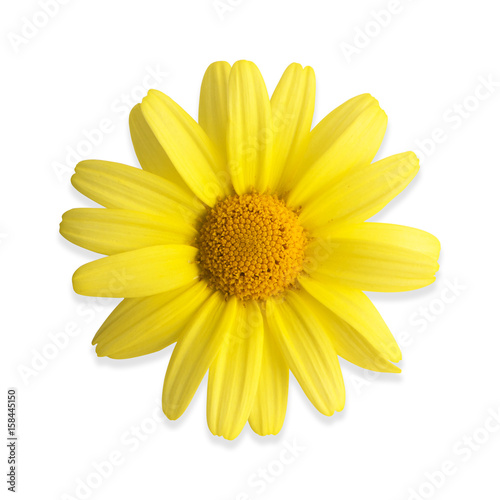 Yellow daisy isolated