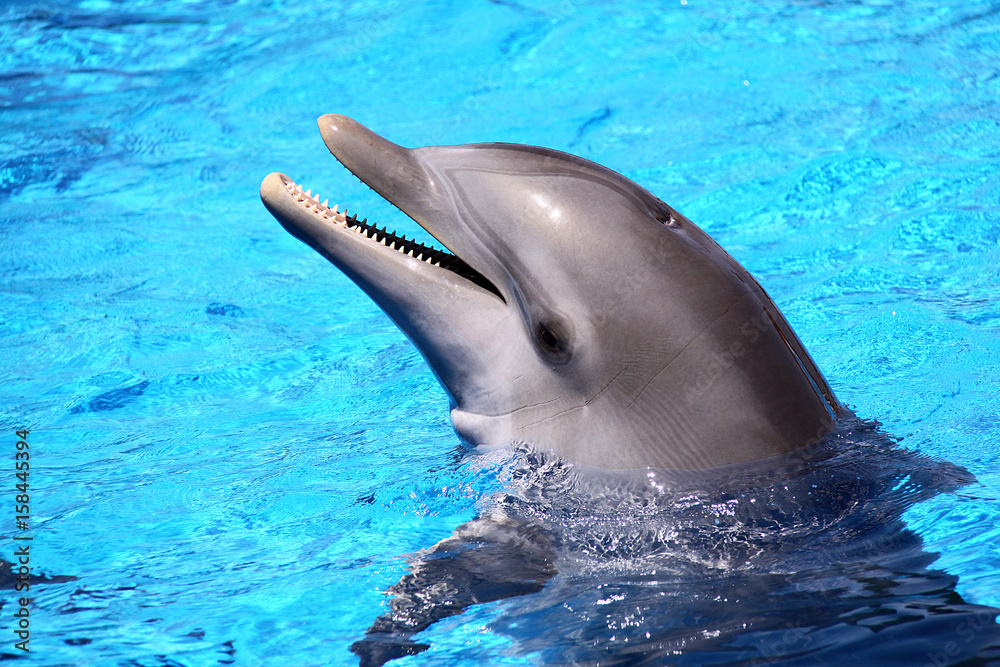 Fototapeta premium Delfín