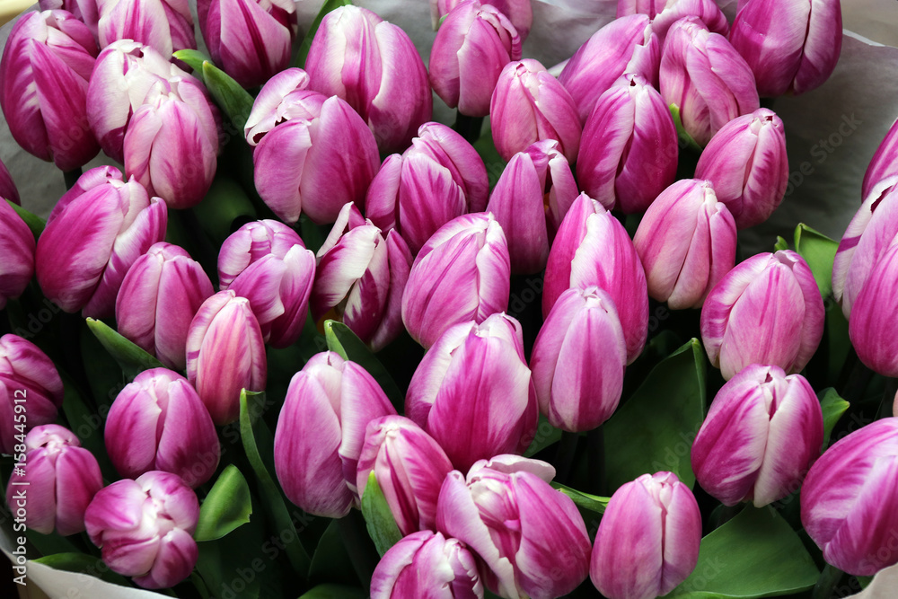 Fototapeta premium Tulipanes Holanda