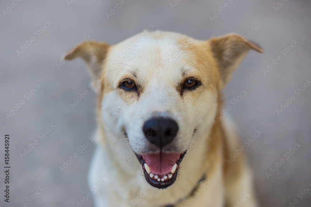 Close up happy dog smiling