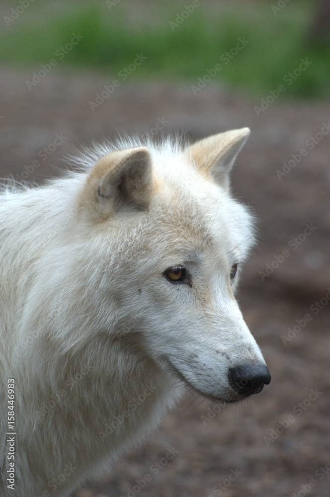 Polarwolf