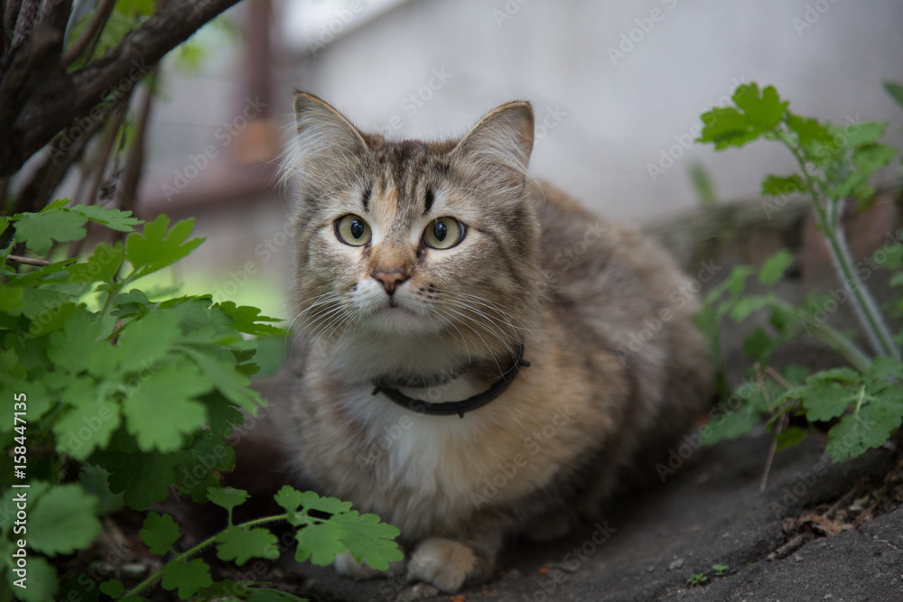 Beautiful grey cat portrait outdoor 