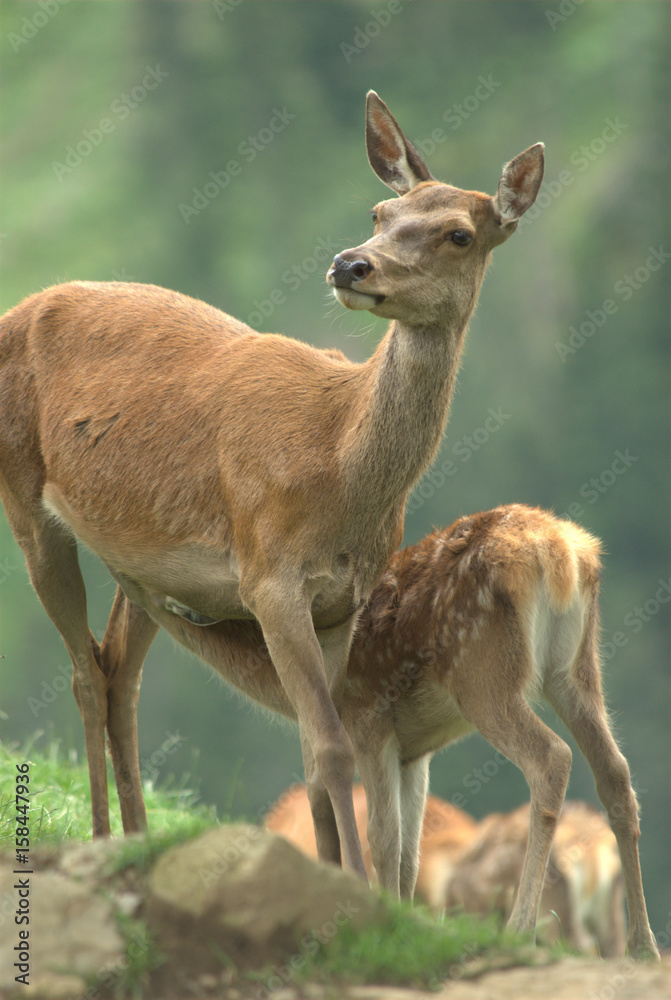 Obraz premium Hirschkuh mit Kalb