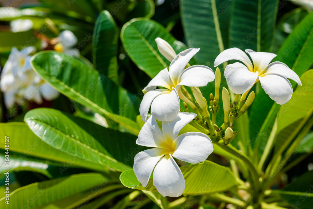 Fototapeta premium White plumeria on the plumeria tree.