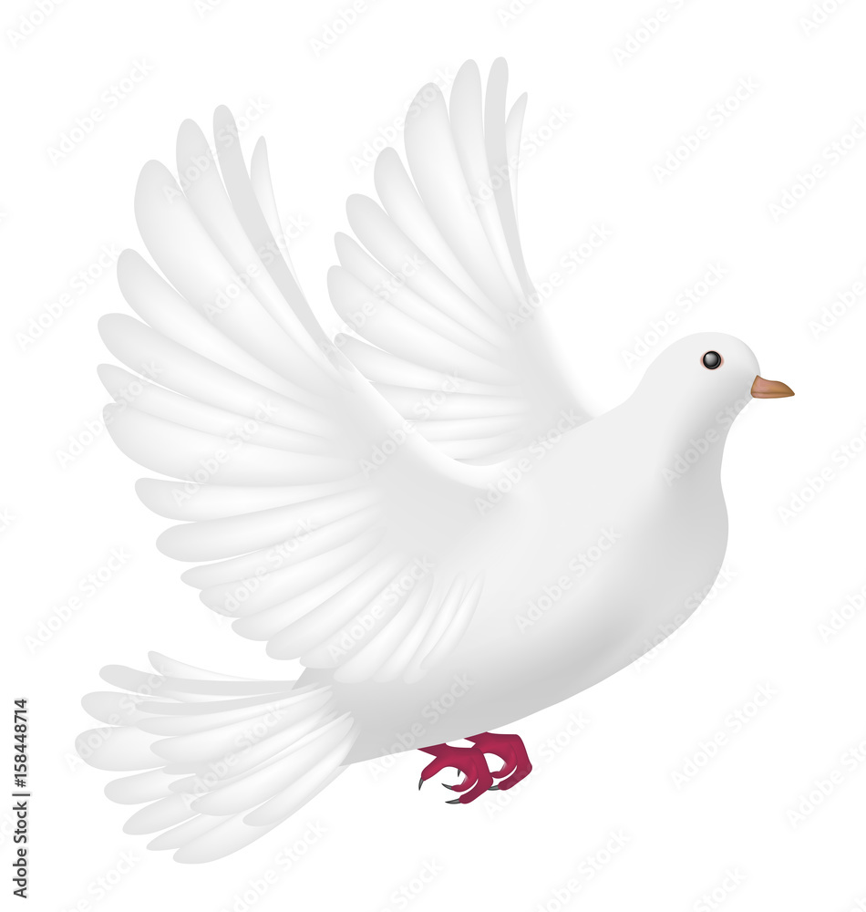 Obraz premium flying white pigeon on a white background