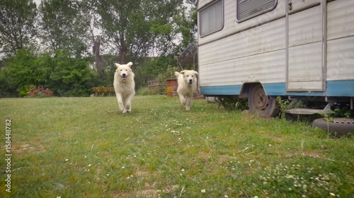 Two white dogs running in farm with fluffy pollen photo