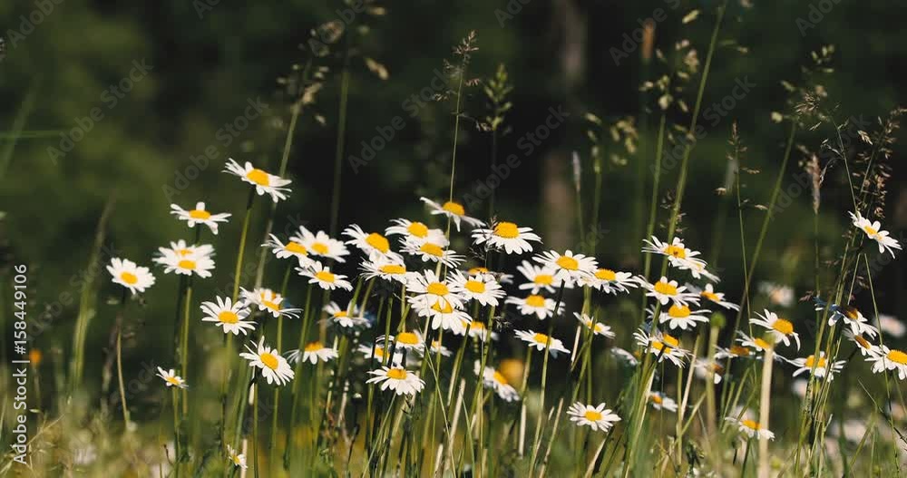 white marguerite (Leucanthemum vulgare) or daisy flower in spring breeze, tranquil springtime countryside natural scene