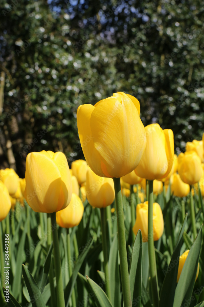 Fototapeta premium Tulipanes