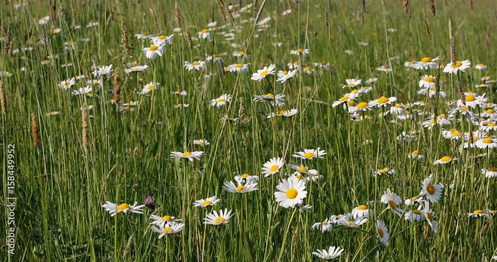 white marguerite (Leucanthemum vulgare) or daisy flower in spring breeze, tranquil springtime countryside natural scene