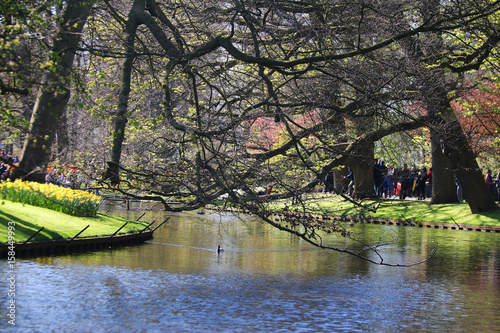 Flores keukenhof photo