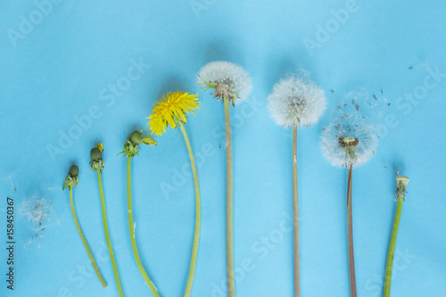 Evolution concept, phases of dandelion growing, blue paper background.