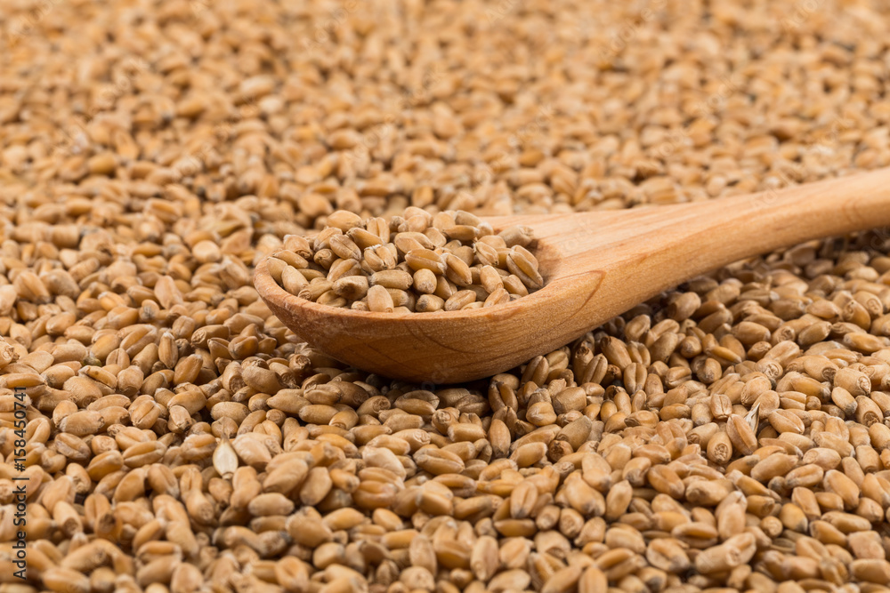Wheat grain on white Wheat grain on white