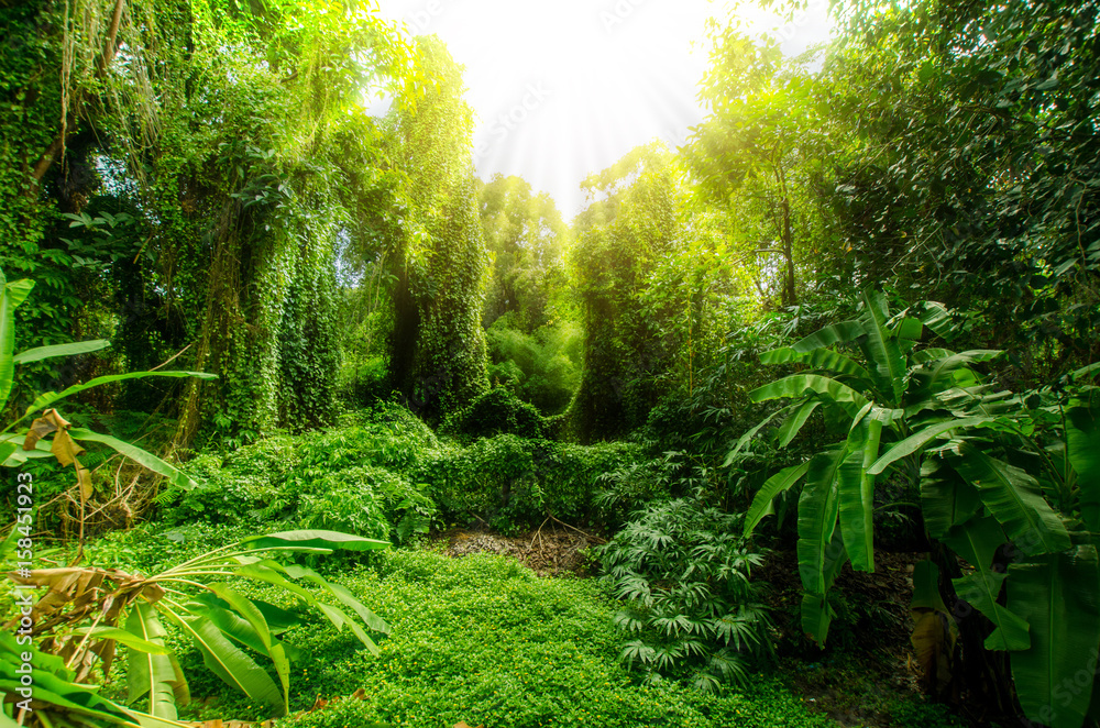Tropical forest, trees in sunlight and rain