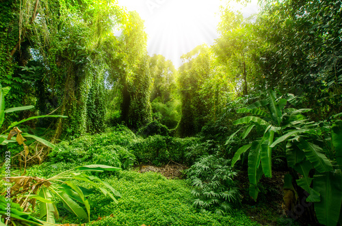 Fototapeta Las tropikalny, drzewa w słońcu i deszczu