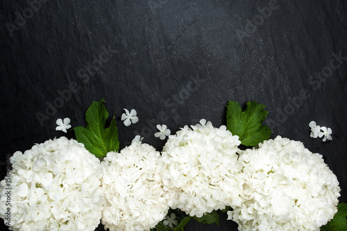 Viburnum opulus flower photo