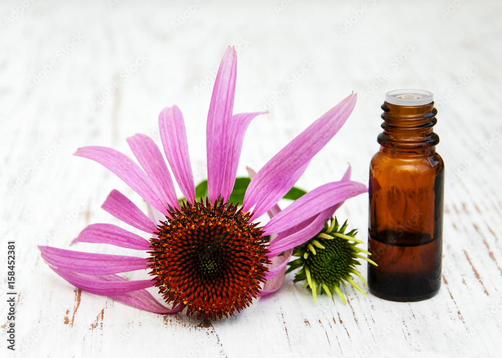 bottle with essence oil with purple echinacea bottle with essence oil with purple echinacea