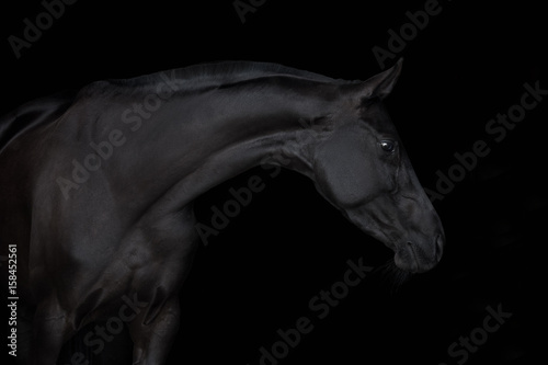 Black horse isolated on black background