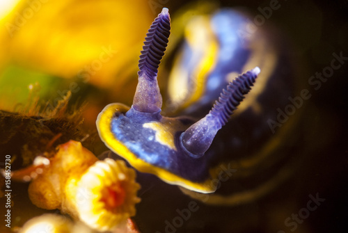 Doris tricolore,  Felimare Hypselodoris tricolor, nudibranche, macro sous-marine