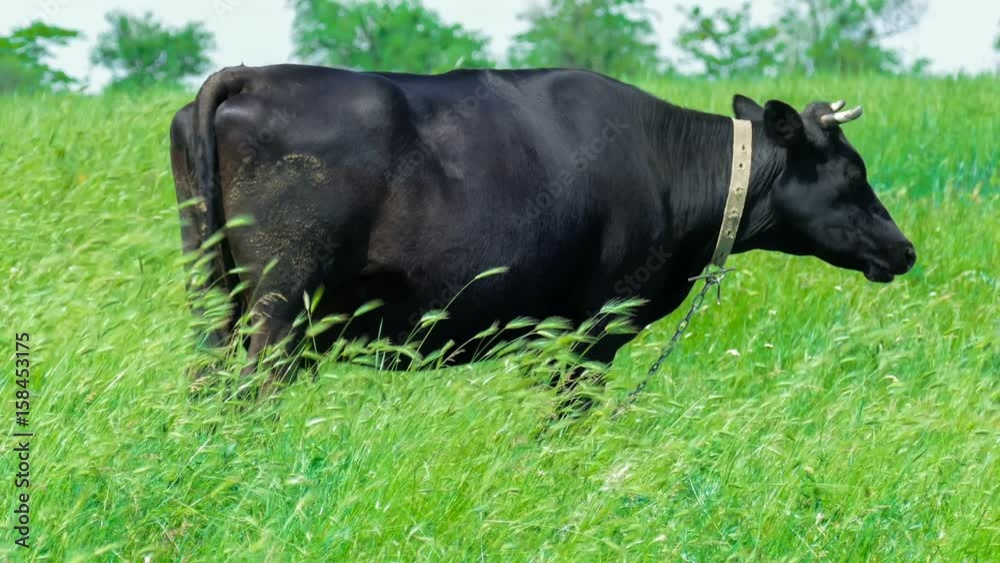 Black cow on green meadow / Сow swatting at flies and horseflies
Black cow on green meadow / Сow swatting at flies and horseflies